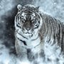 Předzvěst pro rok vodního tygra 2022 dle čínského kalendáře