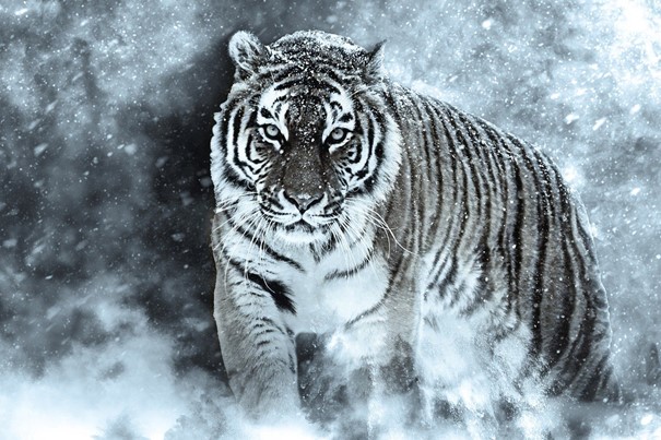 Předzvěst pro rok vodního tygra 2022 dle čínského kalendáře